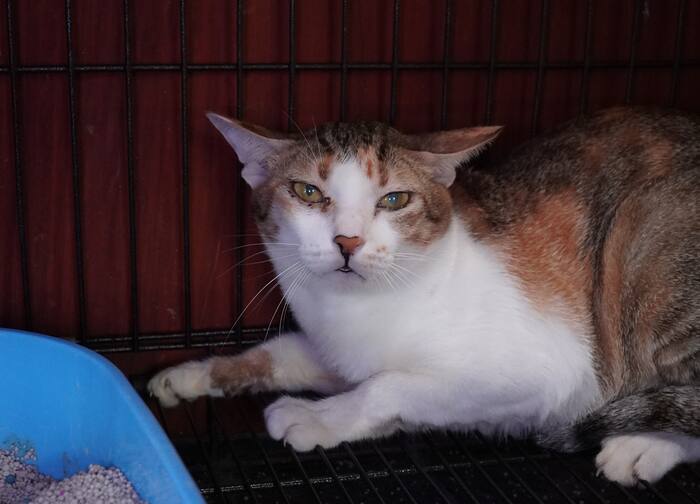 Vietnamese police arrest 12 over theft of 2,700 cats