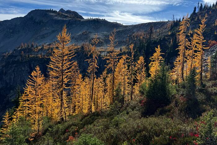 Trump administration pushes ahead with Forest Service reorganization
