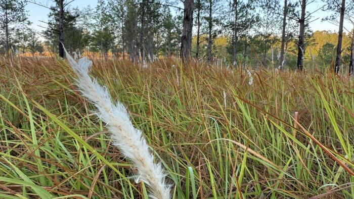 This invasive grass may make Florida burn even faster