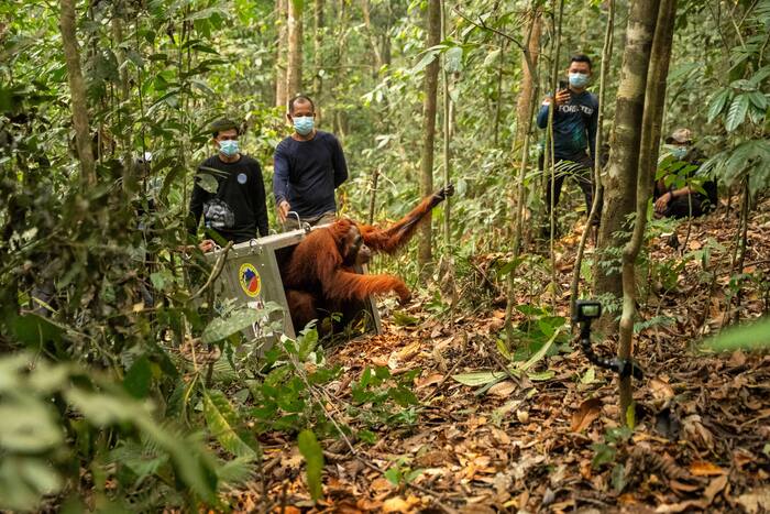 Eight orangutans released into Indonesian forest after wildfire rescue