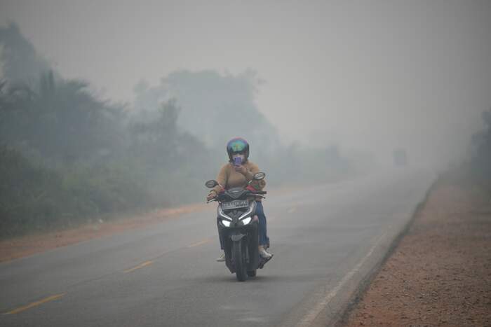 Wildfires threaten Indonesia's orangutans as rescuers evacuate injured apes