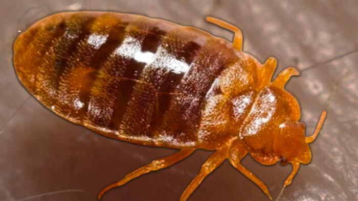 This may be Florida’s most bedbug-infested city, new report shows