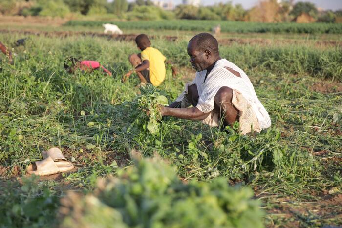 Sudan’s Famine Risk Deepens as Conflict, Drought and Funding Shortfalls Compound Crisis, Report Finds
