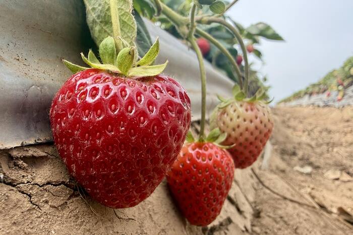 California strawberry farmers trial steam to replace chemical fumigants