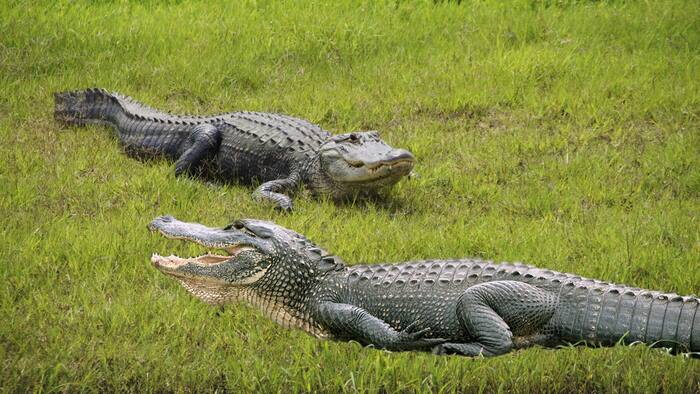 How many alligators are in Florida? The state once counted