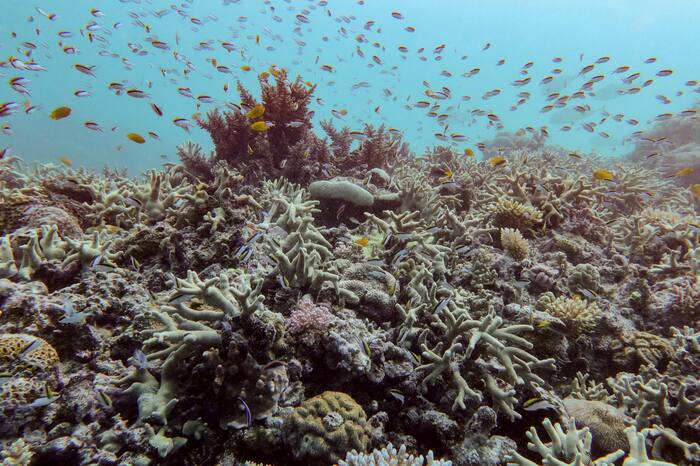 Almost all coral reefs face collapse risk within 50 years