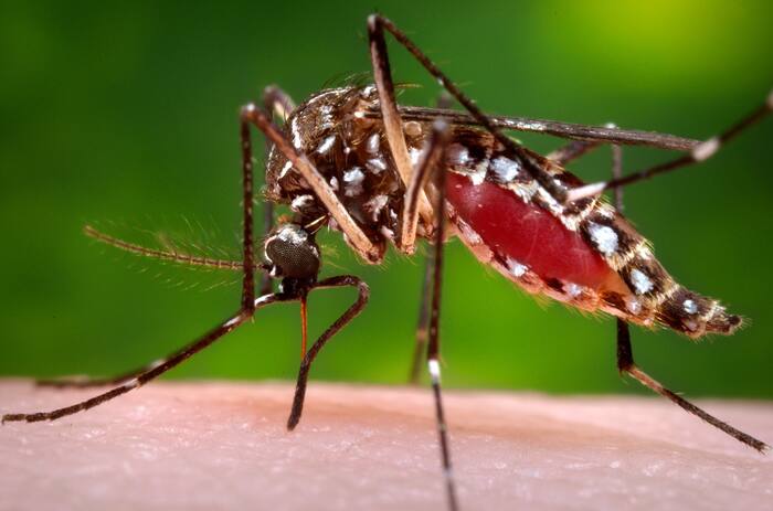 University of Florida study finds dengue mosquitoes in residential yards