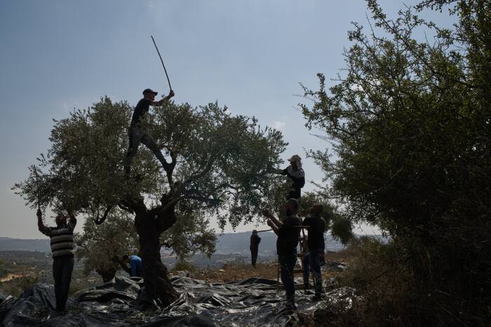 Israeli settlers attack Palestinians during olive harvest
