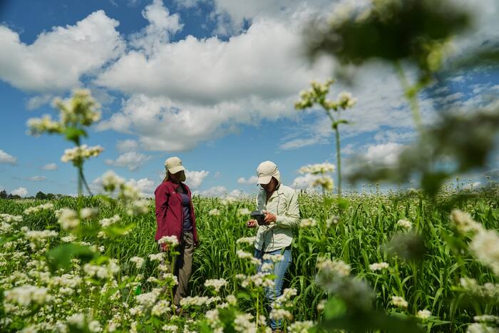 Organic farm enthusiasts push buckwheat into mainstream agriculture