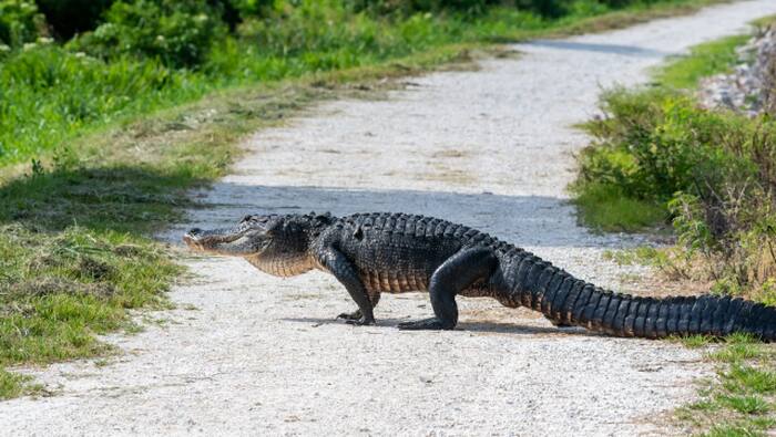 Heavy rains forcing closure of Lake Apopka Wildlife Drive this weekend