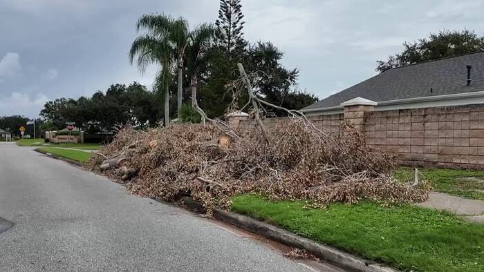 Hammock Trace neighbors upset after dozens of trees are cut down