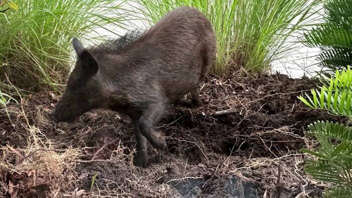 Wild hog sightings have Lake Nona neighbors on edge
