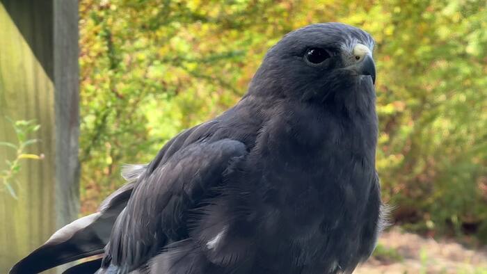 Deep Woods Ranch Airstrip Expansion Draws Wildlife Concerns as State Permit Review Continues