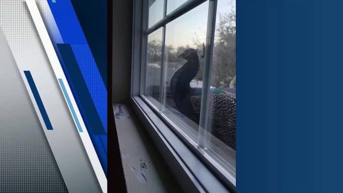 Casselberry considers changing bird sanctuary rules as peacocks cause property damage