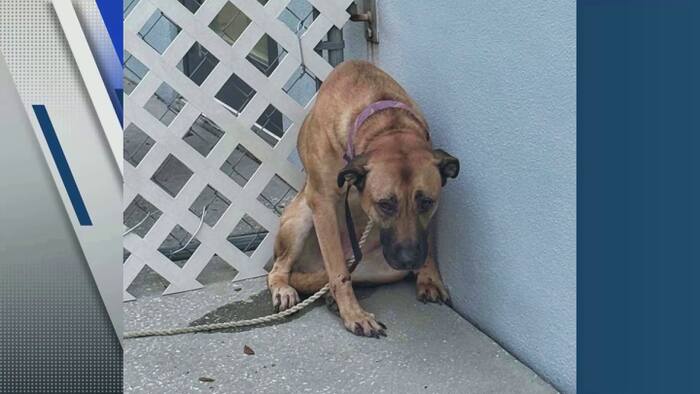 Dog found hurt, tied near St. Cloud dumpster now safe with rescue