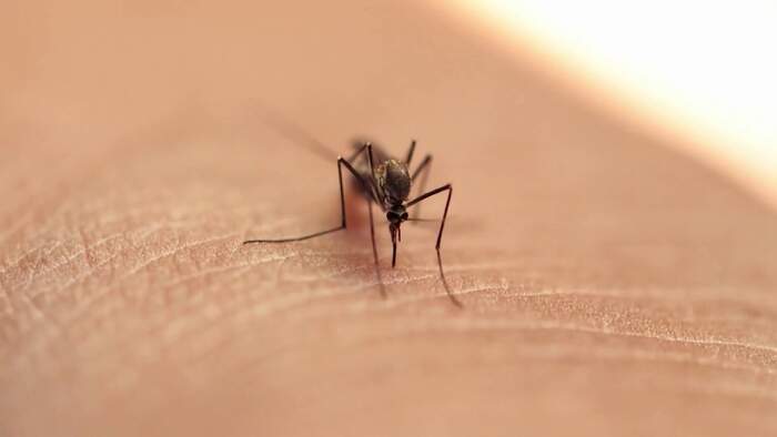Osceola County launches aerial spraying to combat dengue fever risk