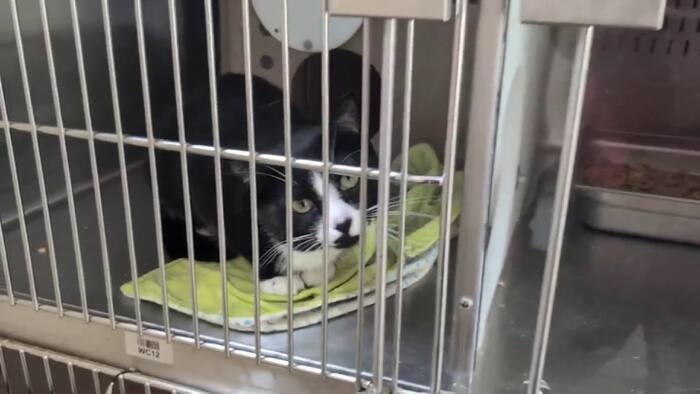 Orange County Animal Services Temporarily Limits Stray Intake During Construction