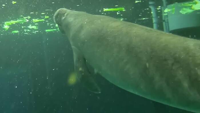 A latte love: Disney World welcomes rescued manatee Calfuccino to EPCOT for rehabilitation