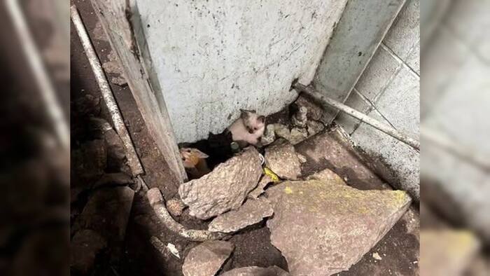 Seminole County Waste Crew Rescues Five Kittens From Tipping Floor