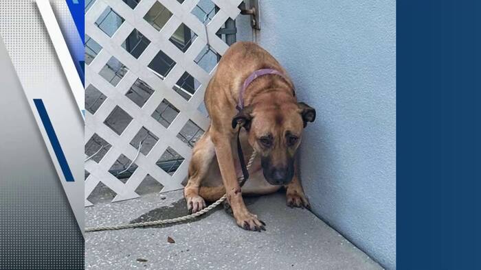 Dog found hurt, tied near St. Cloud dumpster now safe with rescue