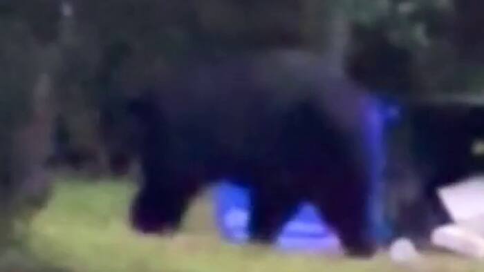 Huge bear spotted in Lockhart, resident promotes awareness
