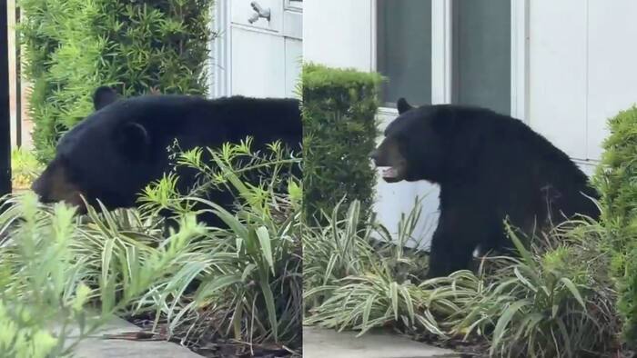 Orlando police remove intruder from apartment complex — a bear