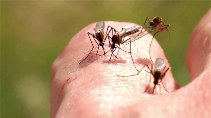 ‘They’re deadly’: Orange County residents avoid going out without repellent as county sprays for mosquitoes