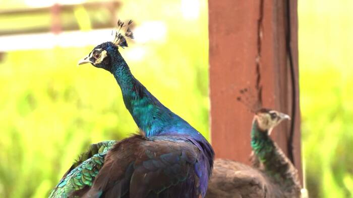 Casselberry residents divided over peacocks as city revisits bird sanctuary rules