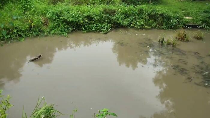 Mount Dora couple says sewage flowed into waterway for days, killing fish