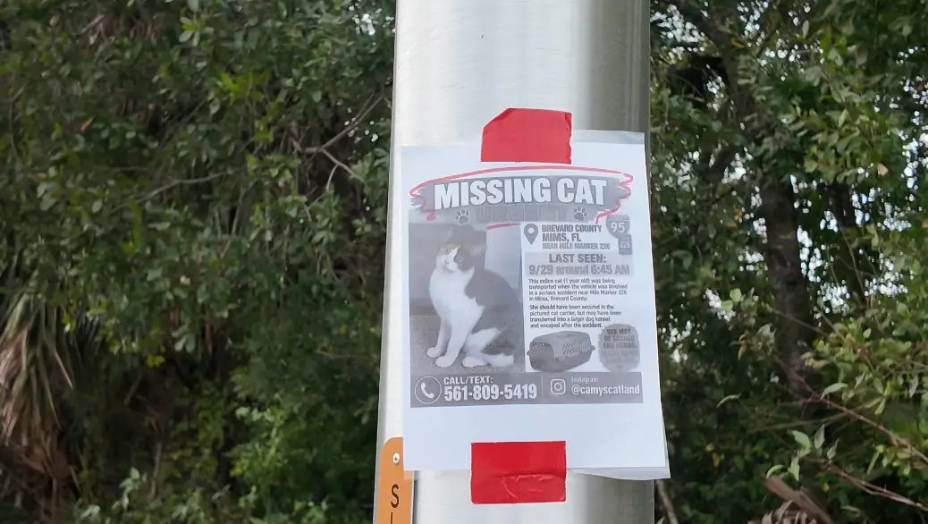 Social Media Mobilizes Search for Cat Missing After Brevard County Crash