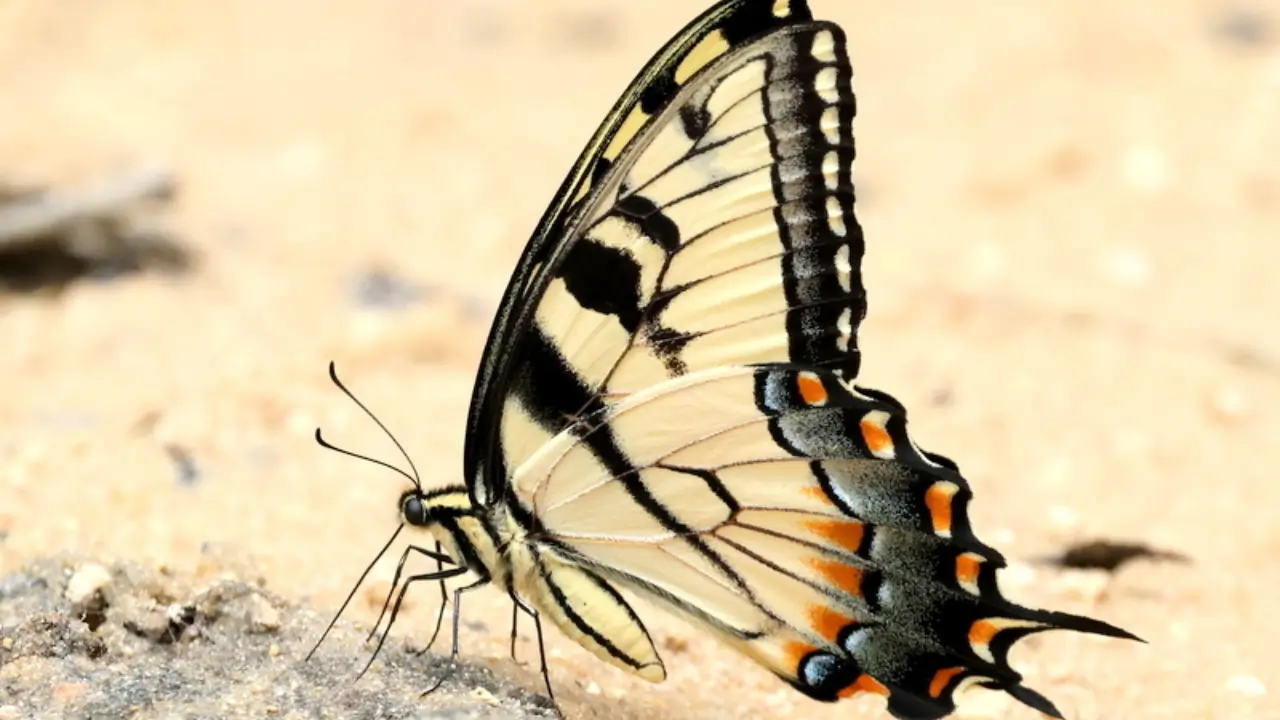 Some insects are changing, Florida experts say — and here’s how