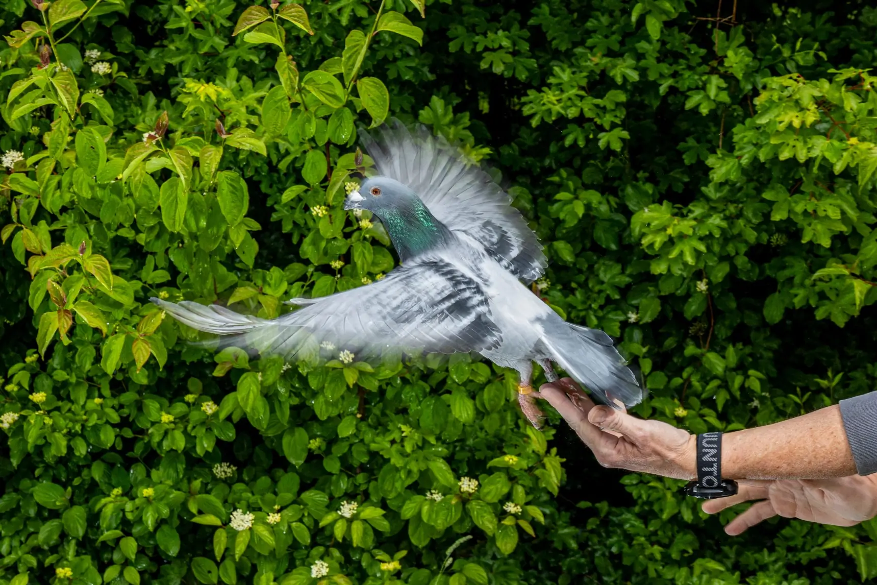 Pideon Max Pigeons may be navigating with their liver, study suggests