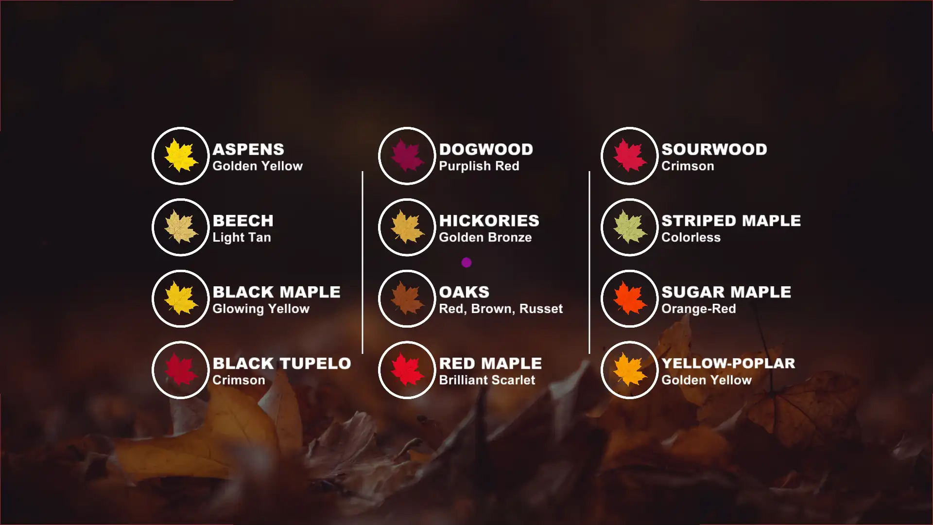 Michigan fall foliage update: Where colors are peaking now