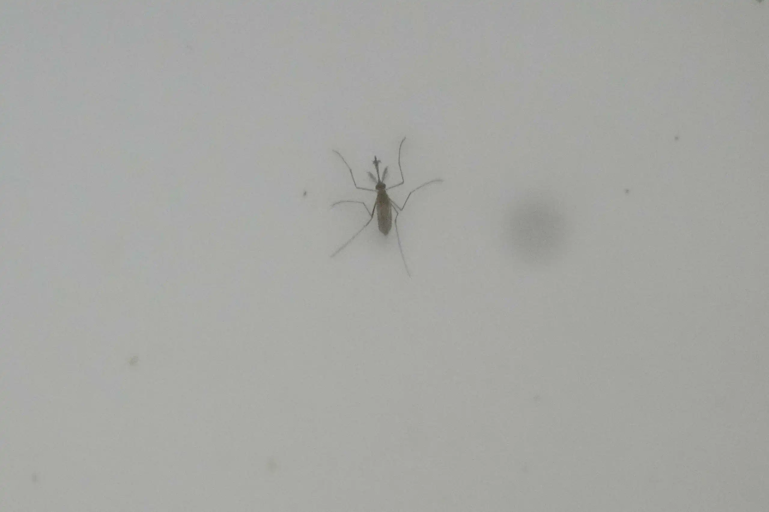 Italy Key Map Italy sees mosquitos spread the West Nile virus farther and longer as ...