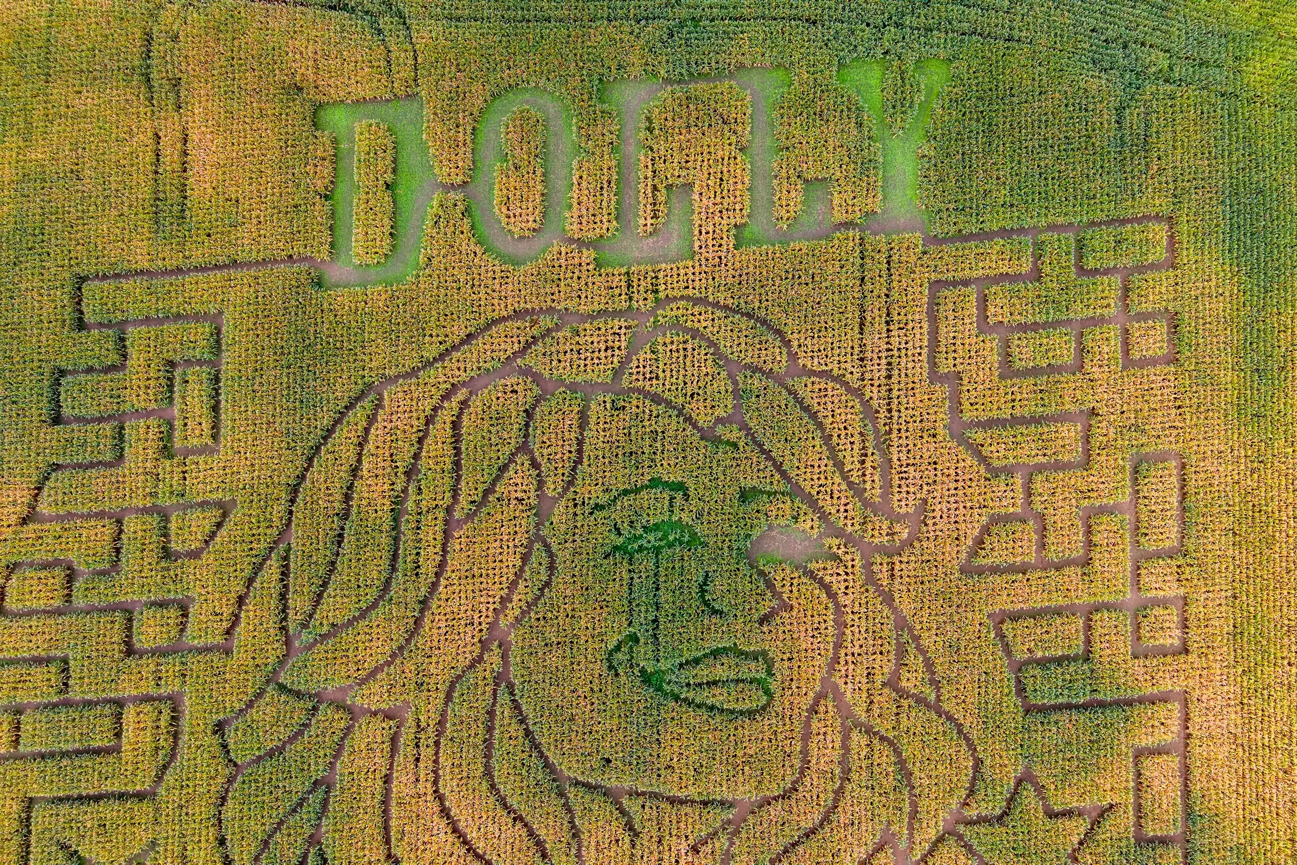 Maze Map Icon Aw shucks: Dolly Parton corn mazes crop up in fields nationwide