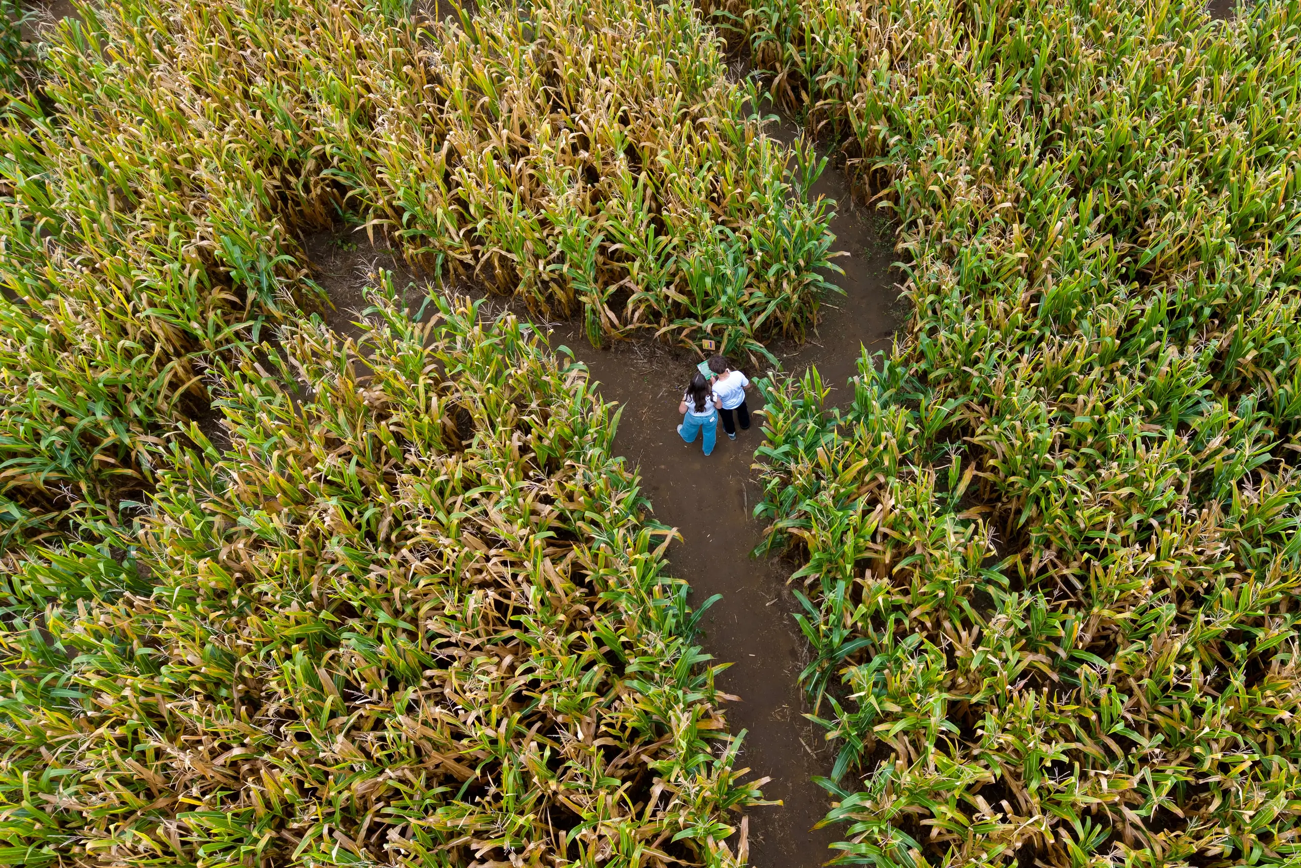 Aw shucks: Dolly Parton corn mazes crop up in fields nationwide