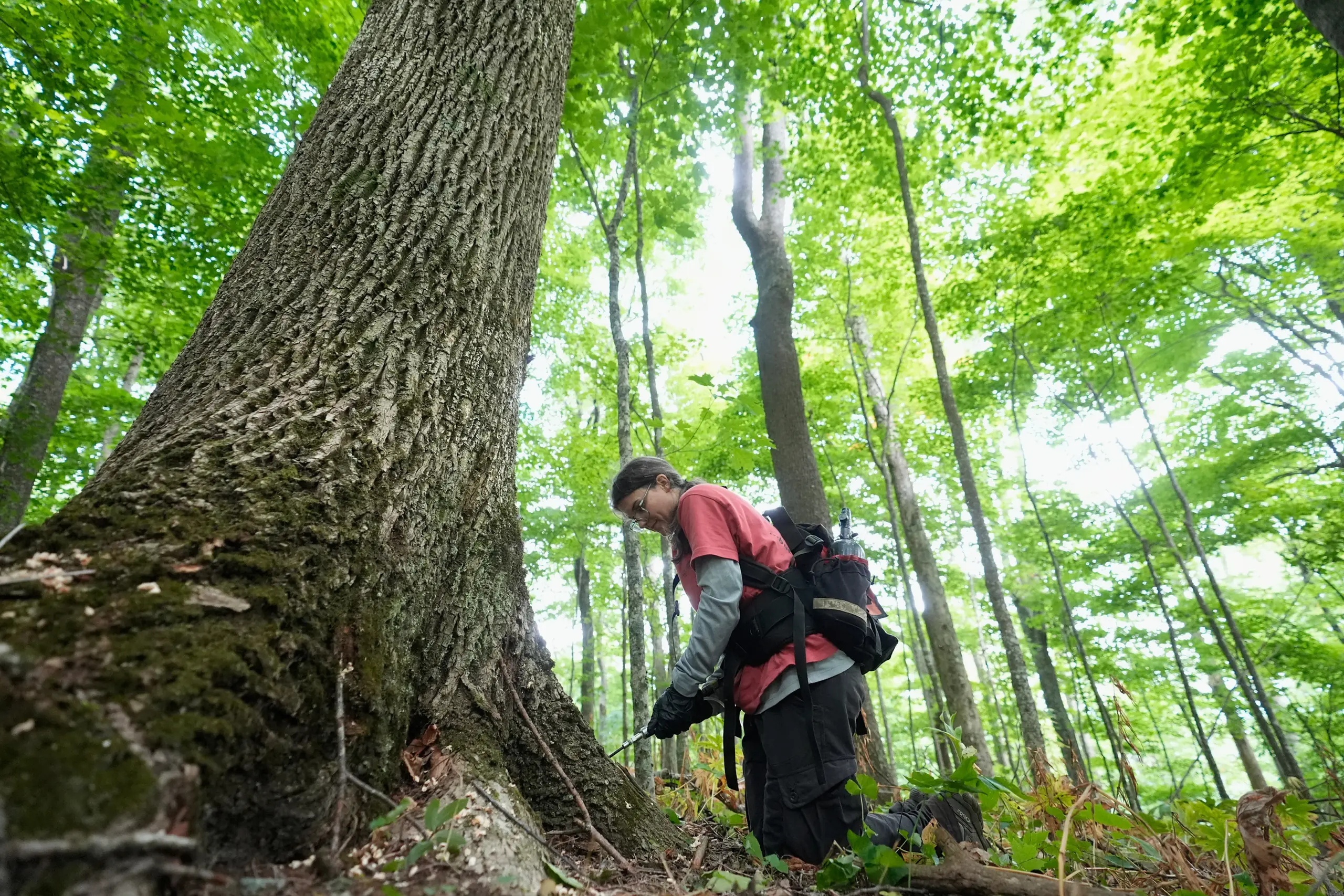 Tree Previous Failure The disease that decimated American elms could help bring them back