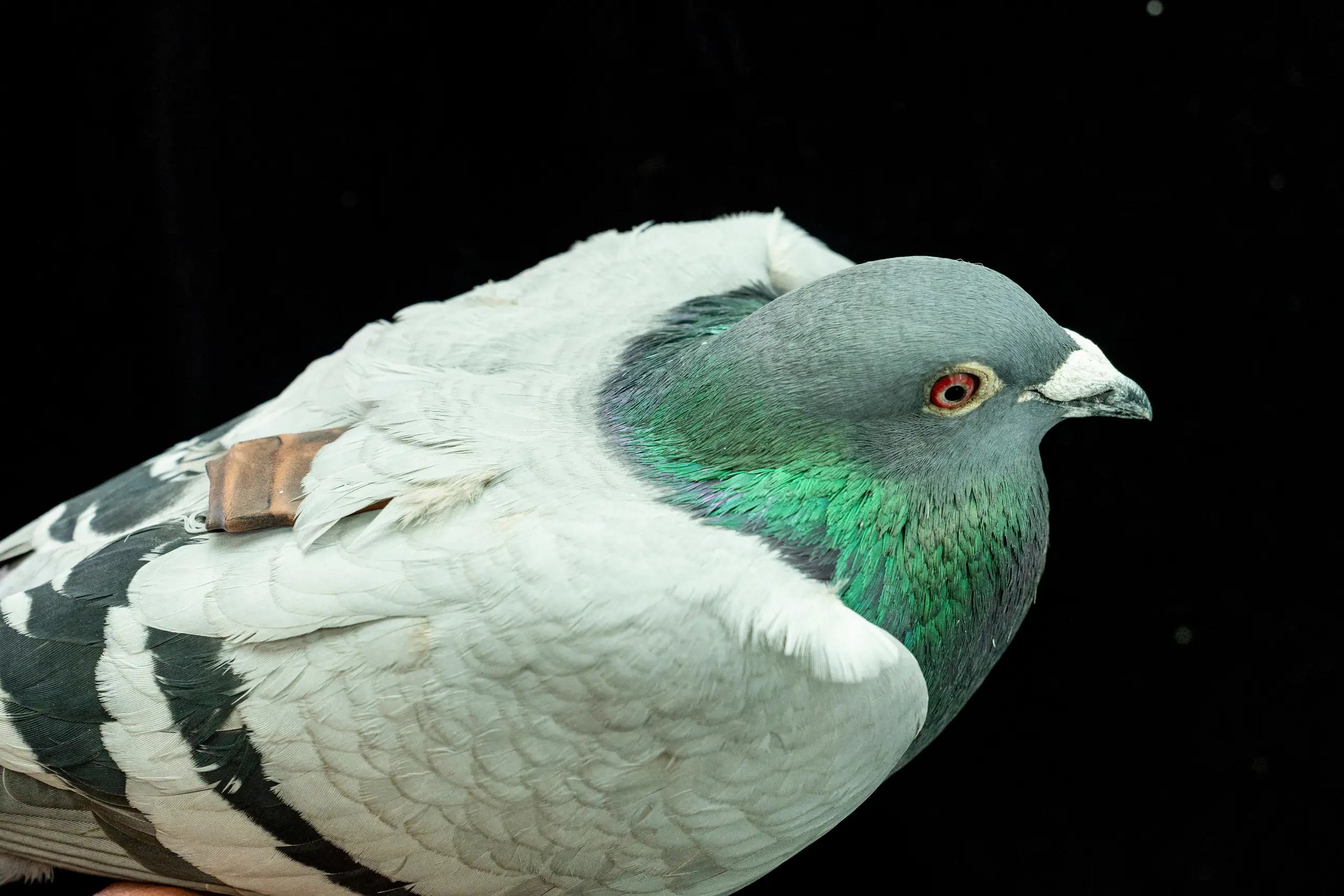 Pideon Max Pigeons may be navigating with their liver, study suggests