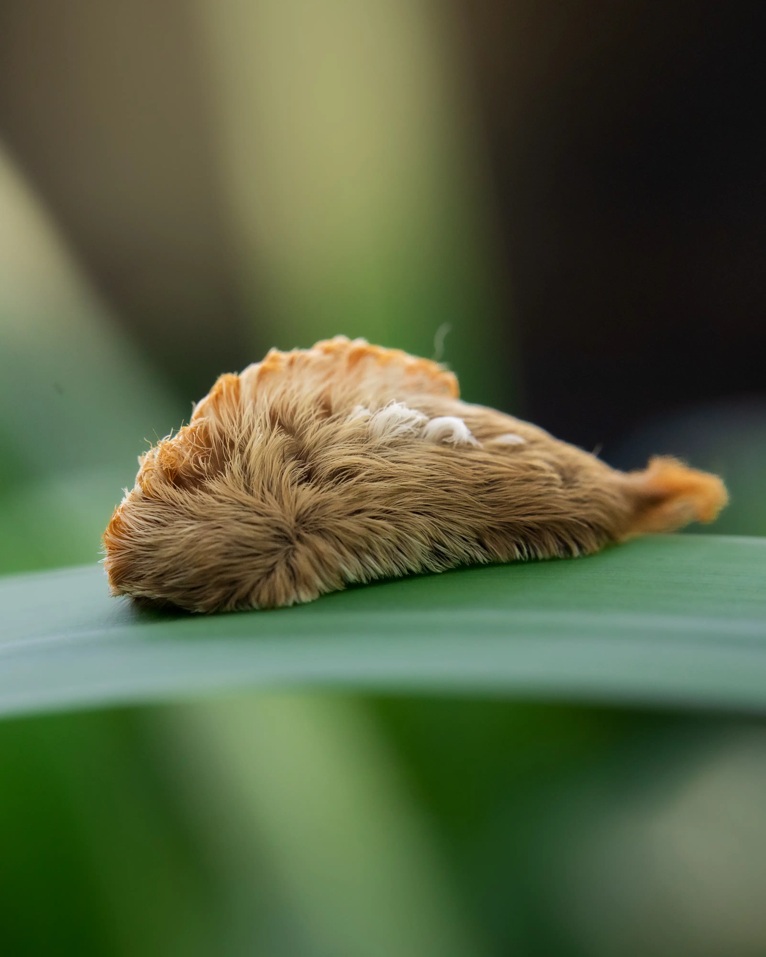 Southern Flannel Moth Caterpillar: What to Know About Florida’s Fuzzy, Stinging Caterpillar