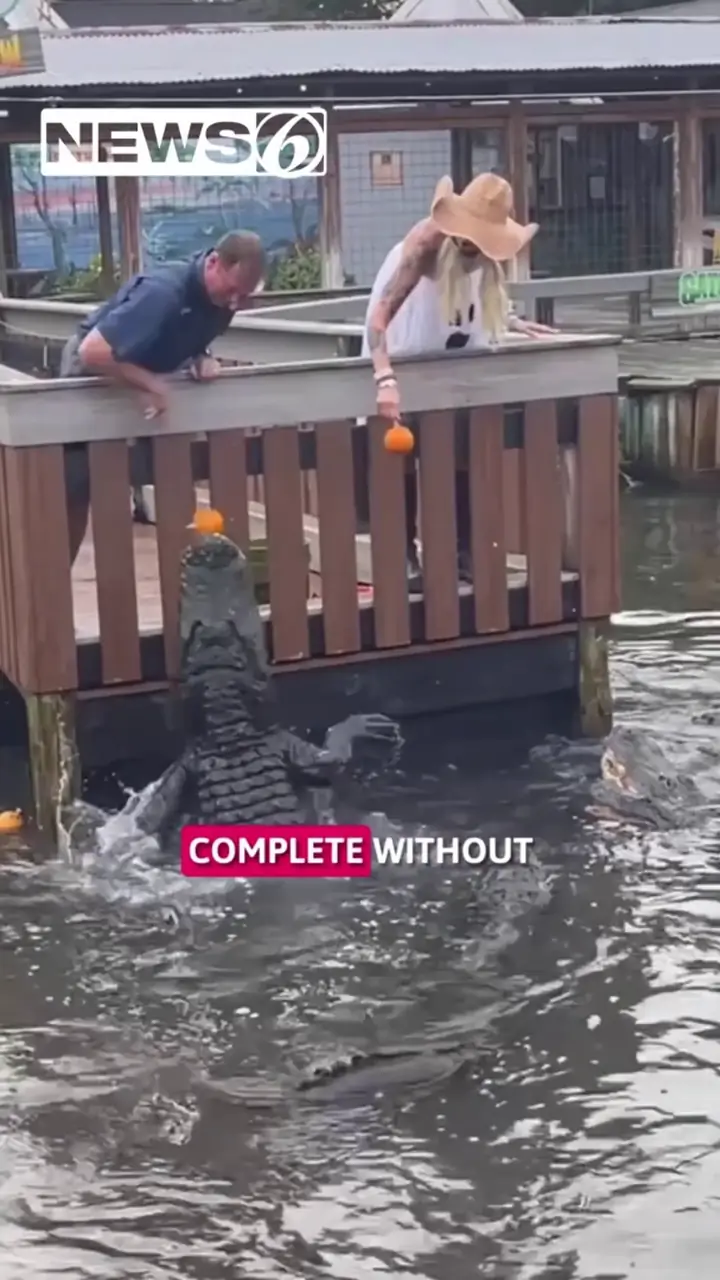Volusia County sea turtle nests surpass all-time record, conservation ...