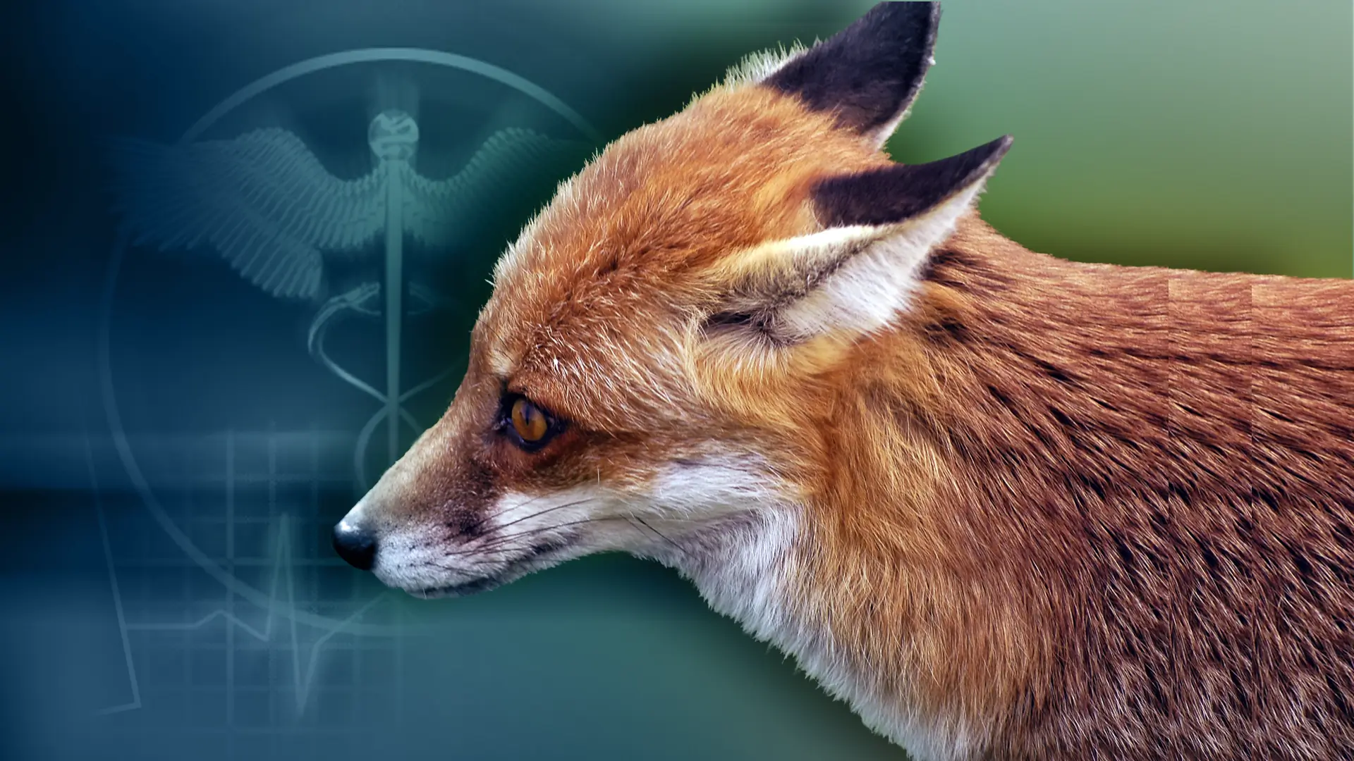 Fox tests positive for rabies on Texas State University campus, city ...
