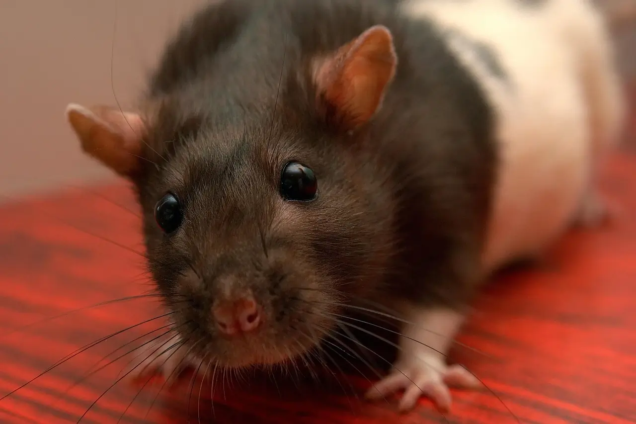 Roaches, rats and more: Health violations at 12 Central Florida ...