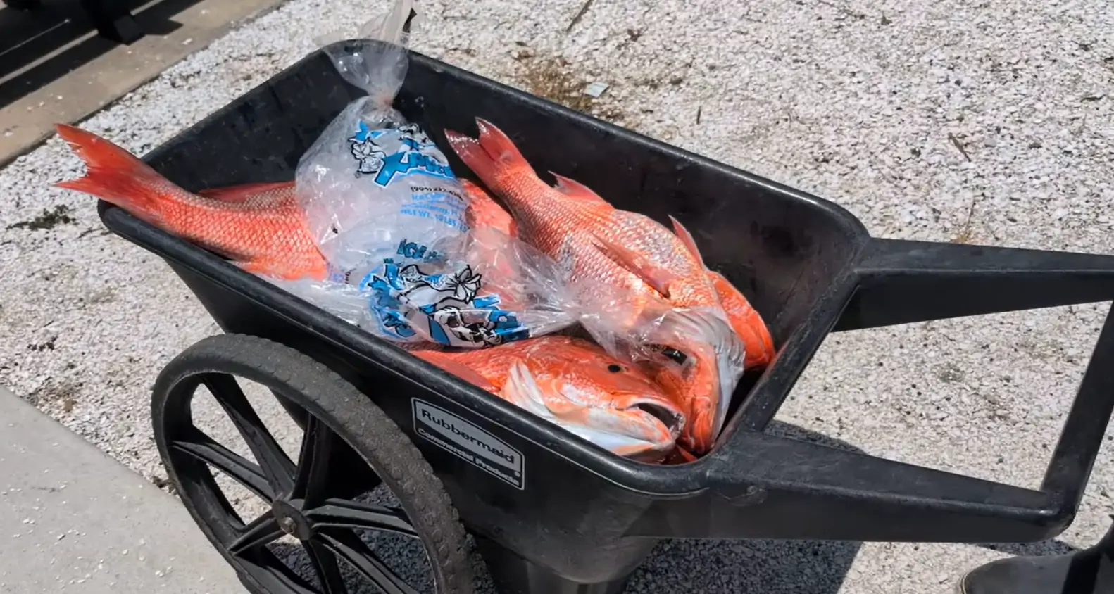 Florida anglers get 14-day window to catch red snapper this fall after ...