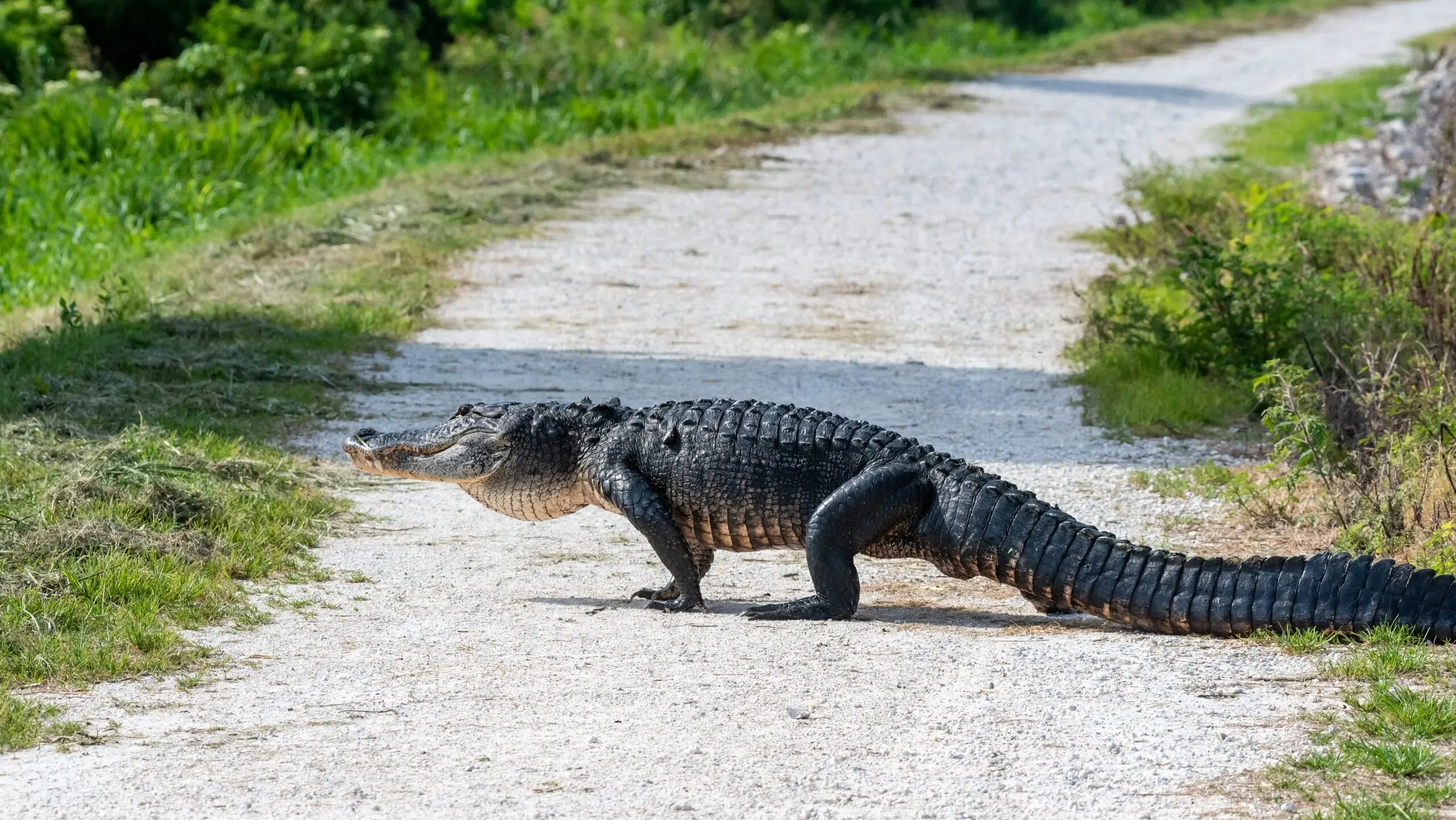 Heavy rains forcing closure of Lake Apopka Wildlife Drive this weekend