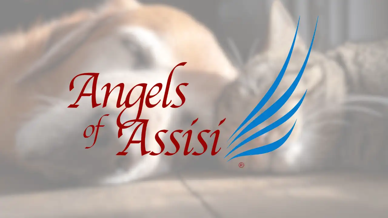 Angels of Assisi to hold 4th annual Pet Health Fair at Berglund Center