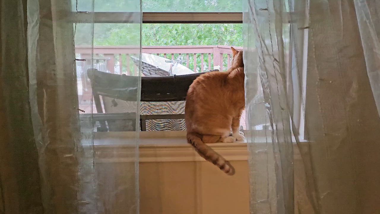 My cat is loving the breeze. She's been sitting on the window sill for at least 30 minutes so far.