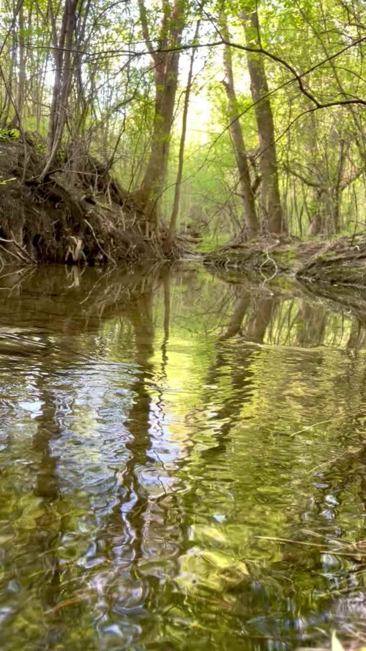 Explore your local nature trails for peaceful gems like this.