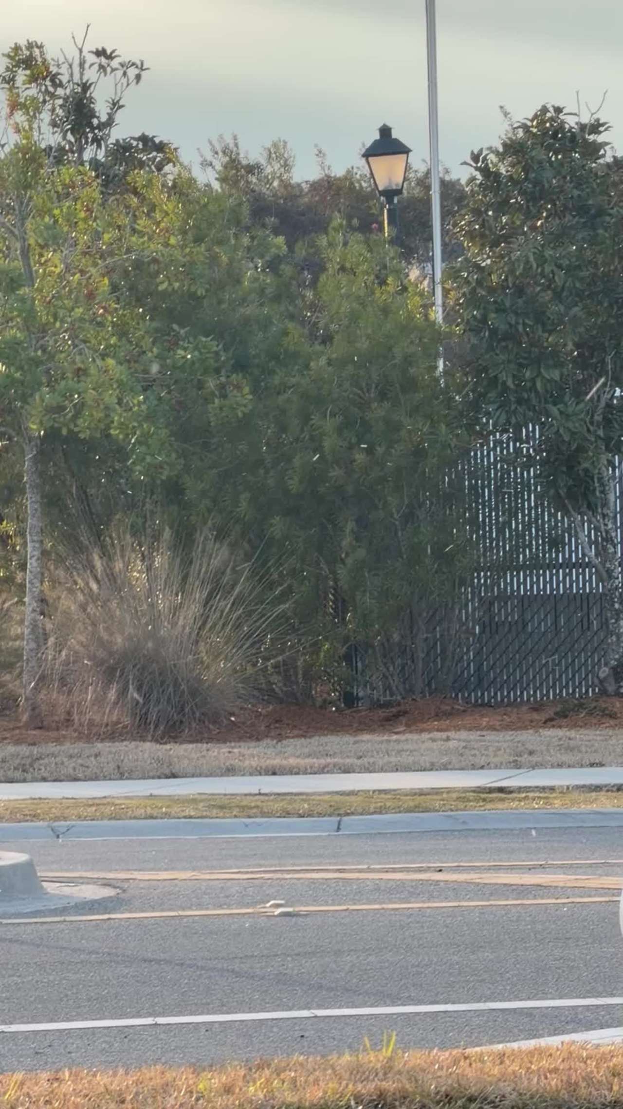 Snow Flurries In Oakleaf. 
(Billy & Andrew)