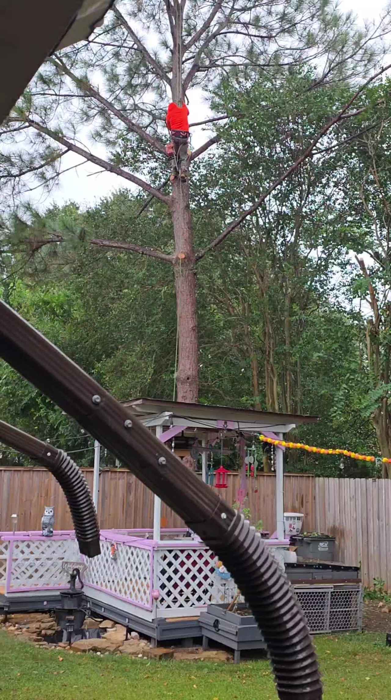 Look up in the sky in Katy in the rain tree Spiderman is at work ..Tony 