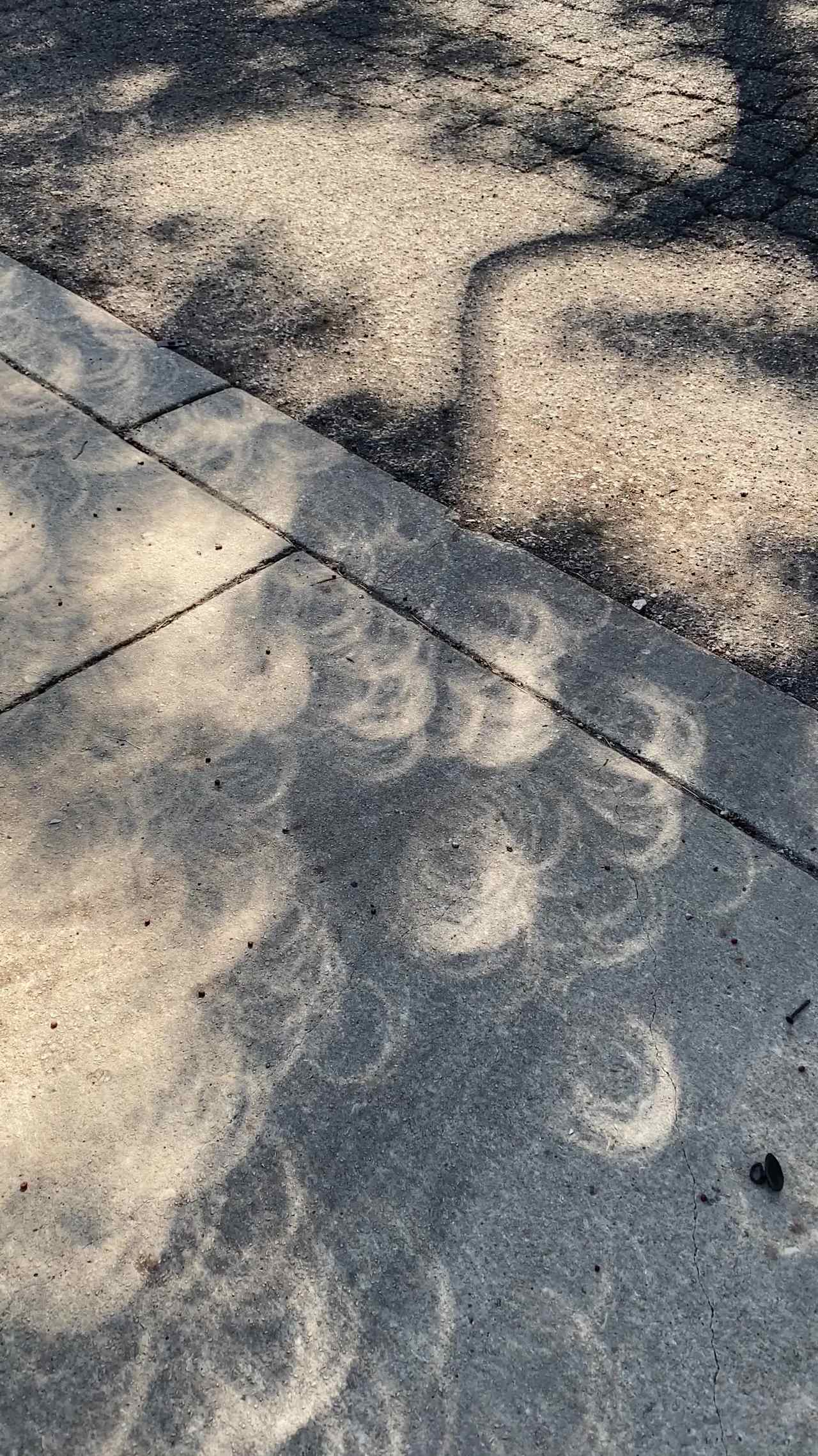 Eclipse tree shadow looked cool 😎 